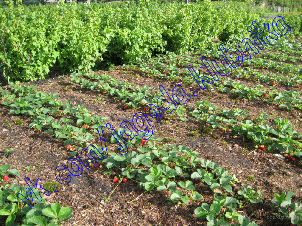 Garden Plants Москва, Пасечная, 5 (телефон, режим работы и) Официальный сайт сети садовых гипермаркетов Дарвин
