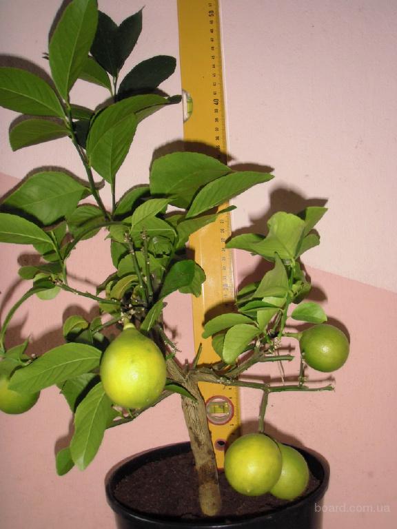 Куплю семена люцерны цена Куплю семена люцерны цена