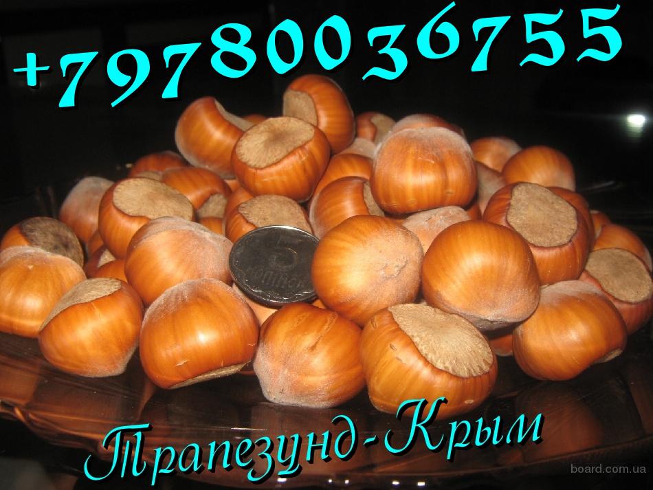 Каланхоэ ствол в корнях Каланхоэ ствол в корнях