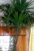 Веерная пальма