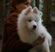 Продается малышка Панди сука самоеда