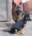 Продам щенка немецкой овчарки от рабочего папы