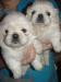 Продам шикарных белых пекинесов!