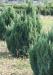 Можжевельник китайский "Стрикта" 1-1,5м