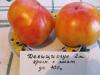 Продам семена томатов (помидор) от 06.02.17