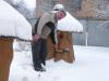 бджолопакети дешево