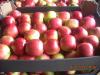 Продам яблоки оптом производитель.