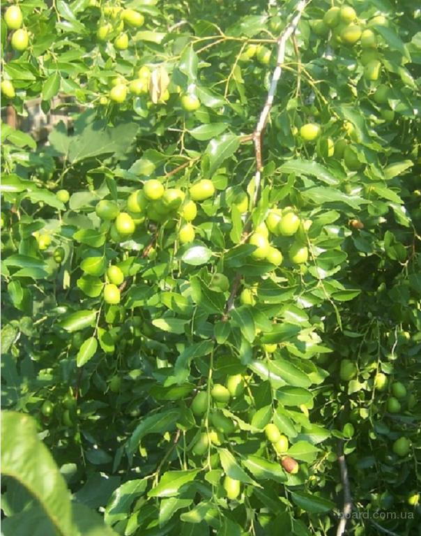 Зизифус Унаби Китайский Морозостойкий Финик Купить Саженцы