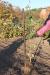 Двухлетние саженцы фундуку от 1000 шт, саженцы винограда.