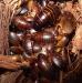 Продам Суринамские тараканы  (Pycnoscelus surinamensis)