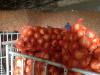 Продам лук репчатый оптом
