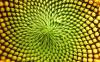 Подсолнечник