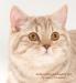 Шотландский котик