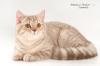Шотландский котик