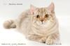 Шотландский котик