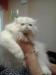 Персидский кот