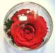 Розочки в стекле (RmiR/5927)