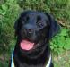 Вязка - шикарный черный кобель лабрадора ретривера!