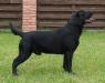 Вязка - шикарный черный кобель лабрадора ретривера!