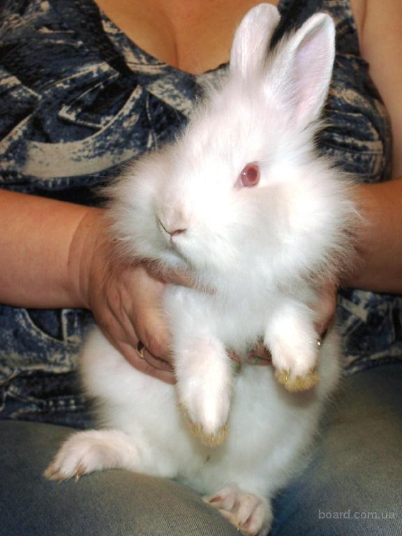 декоративные кролики большие. крольчата на откорм. кролики породы фландр. до скольки вырастают кролики. декоративный кролик вырос.