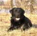 щенки лабрадора
