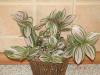 Tradescantia fluminensis variegata