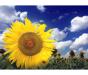 Купим Подсолнечник