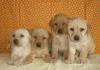 Щеночки Лабрадора