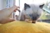 сиамские котята