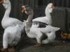 Продам гуси холмогори