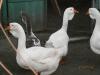 Продам гуси холмогори