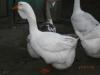 Продам гуси холмогори