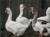 Продам гуси холмогори
