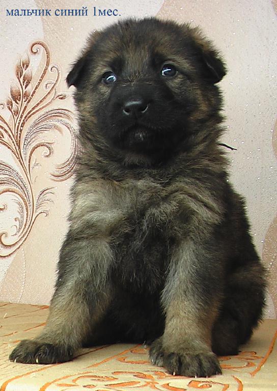 Глаза немецкой овчарки. Щенок дворняги и овчарки немецкой в 2 месяца. Щенки от дворняги и немца. Глаза немецкой овчарки. Щенок немецкая овчарка опре.