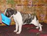 Уиппет (малая англ. борзая)