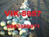 Посевной тыквы