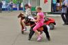 Понициклы