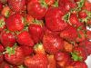 Рассада ремонтантной клубники  Сан – Андреас и другие сорта