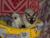 продам сиамского котёнка
