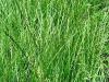 Райграс пастбищный многоукосный