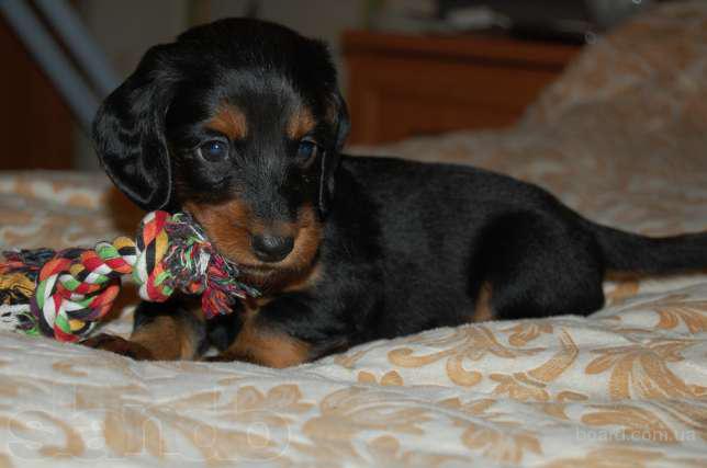 Купить Таксу В Донецке Щенка