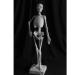 Статуэтка Скелет по Баммесу 61 см