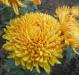 Маточники хризантемы не обрезанные с цветками
