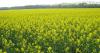 рапс, соя, подсолнечник, кукуруза