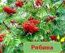 Рябина. Купить саженцы рябины