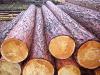 Продам сосновый кругляк 60 м3