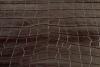 Продам кожу крокодила