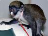 Купить Белоносая Мартышка Cercopithecus petaurista