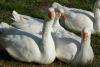 Продам гусей