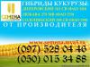 Семена кукурузы TSAYAGRO